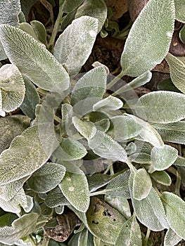 LambÃ¢â¬â¢s ears, Stachys byzantina or Stachys olympica Plant Photo photo